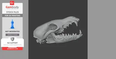 Detailed 3D model of a Corsac fox skull for 3D printing, displayed in profile view.