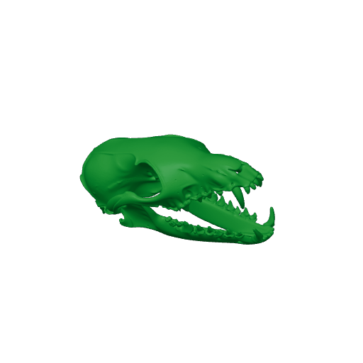 Corsac Fox Skull.3mf