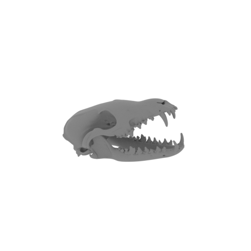 Corsac Fox Skull.stl