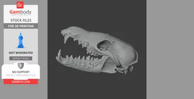 3D model of a Corsac fox skull, showing detailed teeth and bone structure, side view.