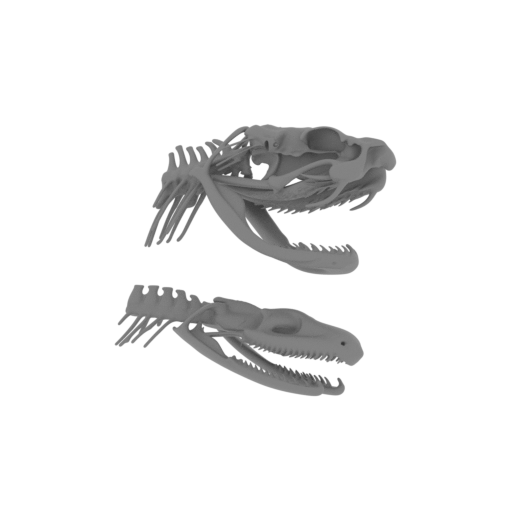 Cottonmouth Skull.stl