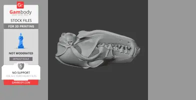 3D model of a coyote skull, detailed for 3D printing, displayed in side profile.