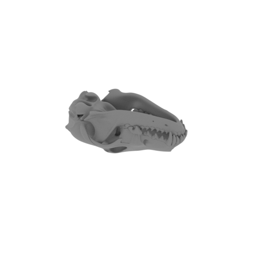 Coyote Skull.stl