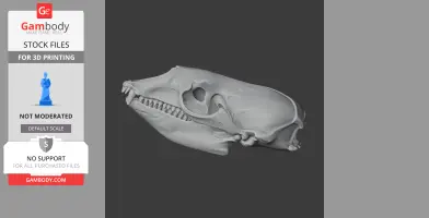 3D model of a crabeater seal skull, displaying detailed bone structure for printing.