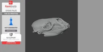 3D model of a Crabeater Seal skull, detailed and suitable for 3D printing.