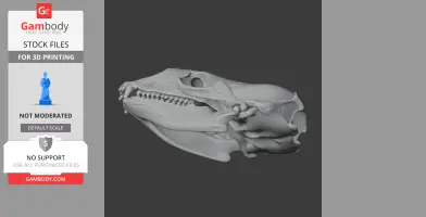 3D model of a crabeater seal skull, showcasing intricate bone details, suitable for 3D printing.