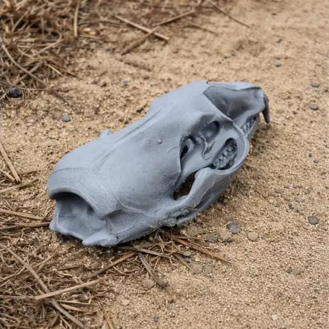 3D-printed crabeater seal skull replica resting on sandy ground with some dry grass around.