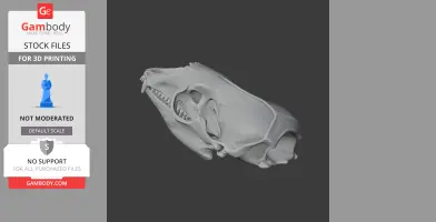 3D model of a crabeater seal skull, designed for printing, showing detailed bone structure.