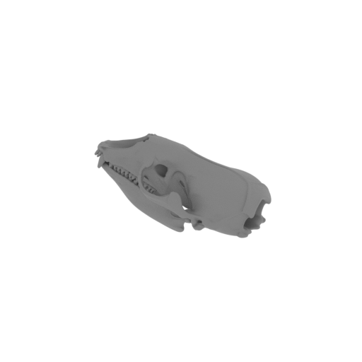 Crabeater Seal Skull.stl