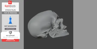 3D model of a Cro-Magnon skull replica, side view, for 3D printing.