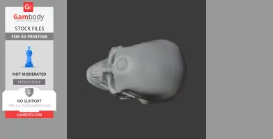 3D print model of a Cro-Magnon skull, viewed from the side, showing detailed cranial features.