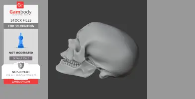 3D model of a Cro-Magnon skull, side view, for 3D printing.