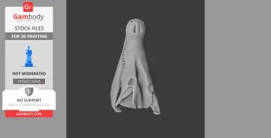Gray 3D model of a Cuban crocodile skull viewed from the top, with detailed surface texture.