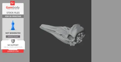 3D model of a Dall's porpoise skull, designed for 3D printing, showing detailed bone structure.