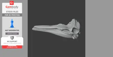 3D model of a Dall's Porpoise skull, detailed and elongated, for 3D printing.