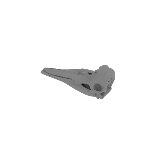 Dall's Porpoise Skull.stl