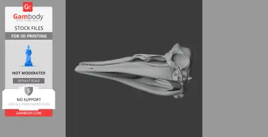 3D model of a Dall's porpoise skull, side view, designed for 3D printing.