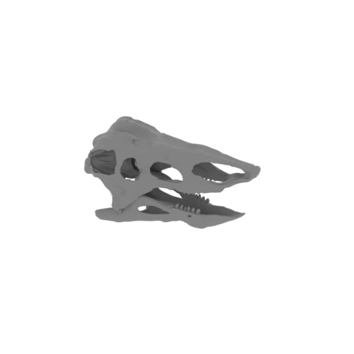 Desmatosuchus Skull.stl