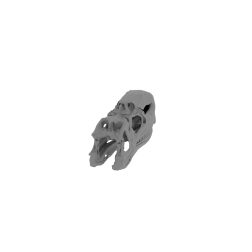 Dilophosaurus Skull.stl