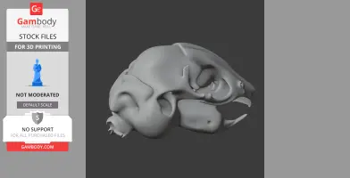 Degu Skull - Skull Replica STL
