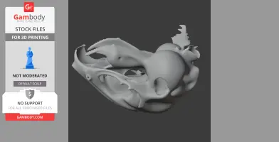 Degu Skull - Skull Replica STL