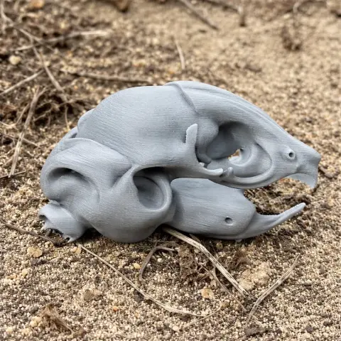 A detailed gray 3D-printed degu skull replica placed on sandy ground.