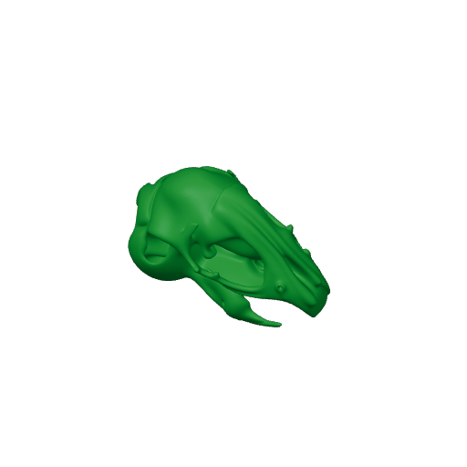 Degu Skull.3mf