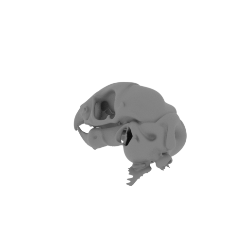 Degu Skull.stl