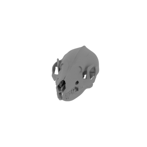 Desert Hedgehog Skull.stl
