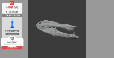 Dimorphodon Skull - Skull Replica STL
