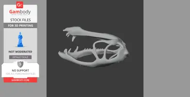 Dimorphodon Skull - Skull Replica STL