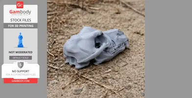 3D printed dingo skull replica lying on sandy ground.