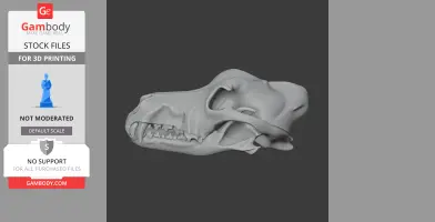 3D model of a dingo skull, featuring detailed teeth and bone structure, angled side view.