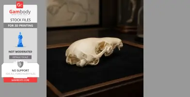 Dusky Antechinus Skull - Skull Replica STL