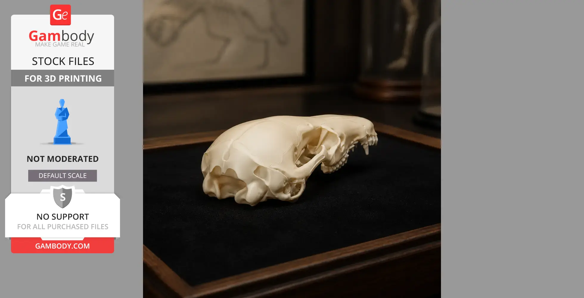 Dusky Antechinus Skull - Skull Replica STL