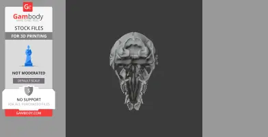 Dusky Antechinus Skull - Skull Replica STL