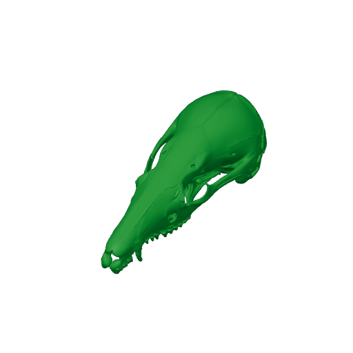 Dusky Antechinus Skull.3mf