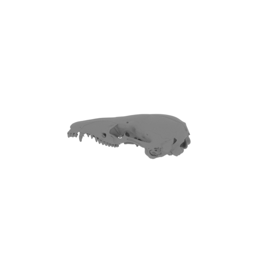 Dusky Antechinus Skull.stl