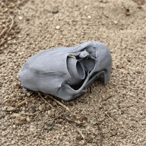 A detailed gray eagle skull replica 3D-printed and placed on sandy ground.