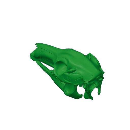 Eastern Grey Kangaroo Skull.3mf