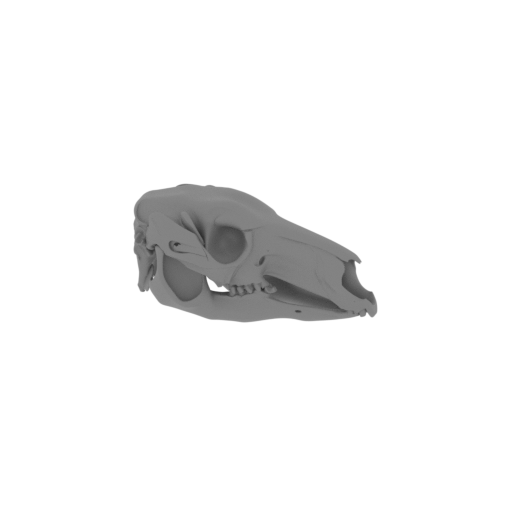 Eastern Grey Kangaroo Skull.stl