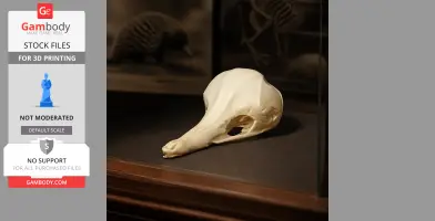Eastern Long-beaked Echidna Skull - Skull Replica STL