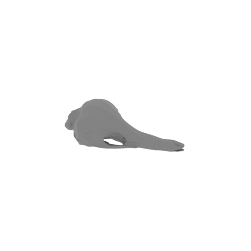 Eastern Long-beaked Echidna Skull.stl
