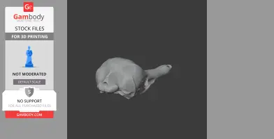 Eastern Long-beaked Echidna Skull - Skull Replica STL