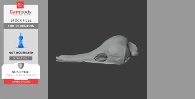 Eastern Long-beaked Echidna Skull - Skull Replica STL