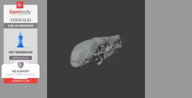 Eastern Mole Skull - Skull Replica STL