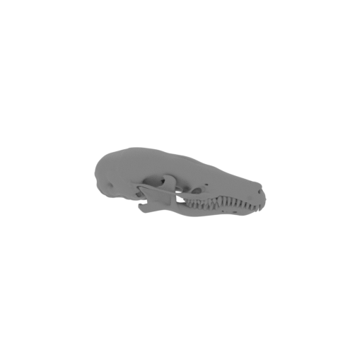 Eastern Mole Skull.stl