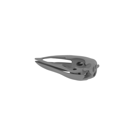 Elephant Bird (Aepyornis) Skull.stl
