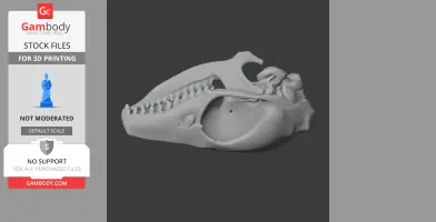 Elephant Shrew Skull - Skull Replica STL