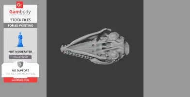 Elephant Shrew Skull - Skull Replica STL